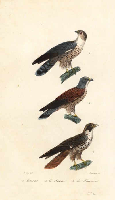 Western plantain-eter, saker falk og vandregrine. av Jean Gabriel (after) Pretre