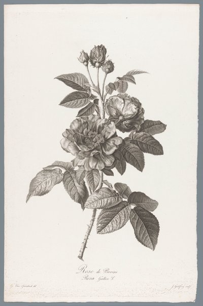 Franse roos Rose de Provins / Rosa Gallica L. (title on object) Fleurs dessinées d