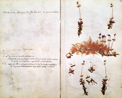 Side 15 fra et herbarium av Jean Jacques Rousseau