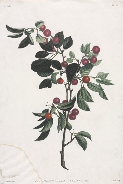 Blomster- og fruktsamling: Tidlige kirsebærgrener av Jean Louis Prevost
