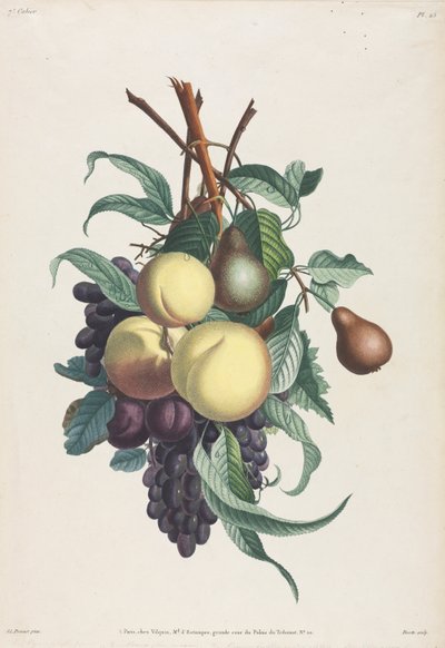 Samling av blomster og frukt: Grener av rousselet, fersken, plomme og drue av Jean Louis Prevost