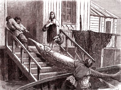 Fiske stør på Volga-elven, Russland. 1867 (gravering) av Jean Pierre Moynet