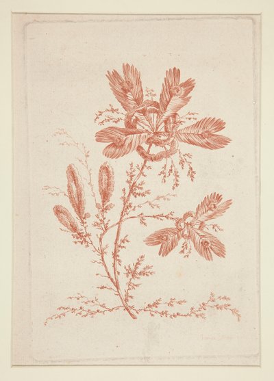 Uten tittel (Ideelle blomster), fra et sett på seks av Jeanne Deny
