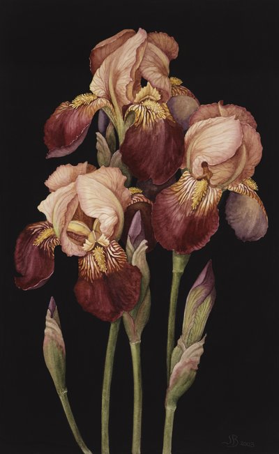 Irises, 2004 (wc på papir) av Jenny Barron