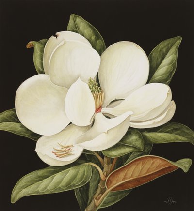 Magnolia Grandiflora, 2003 (wc på papir) av Jenny Barron