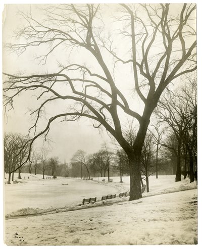 Boston Common & froskedam, ved tre, Boston, USA, ca. 1902-10 (foto av gelatinsølv) av Jessie Tarbox Beals