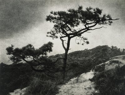 Berømte Torrey Pines av Jessie Tarbox Beals