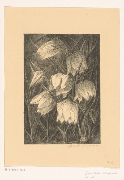 Viviblomster av Jo van Oosten Slingeland (signed by artist)