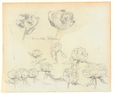 Blomsterstudier av Joakim Frederik Skovgaard