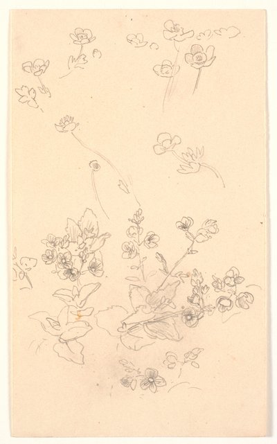 Blomsterstudier av Joakim Frederik Skovgaard
