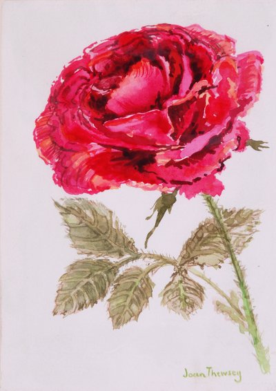 En rød rose, 2000, vannfarge på håndlaget papir av Joan Thewsey