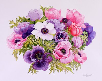 Anemoner, 2001, vannfarge på håndlaget papir av Joan Thewsey