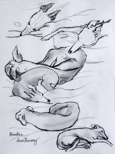 Bracken, the whippet, 2000, (blyant) av Joan Thewsey