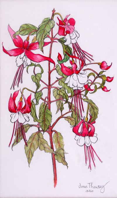 Fuchsiaer, 2000, blyant med vannfarge av Joan Thewsey