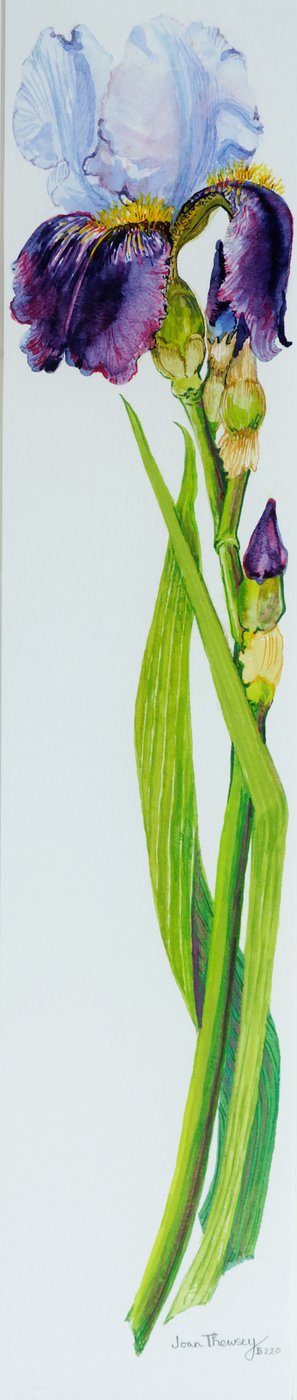 Iris med tre knopper, 2010, akvarell av Joan Thewsey