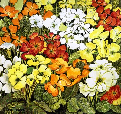 Primrose Border, hvit, gul, oransje og rød primula (akvarell) av Joan Thewsey