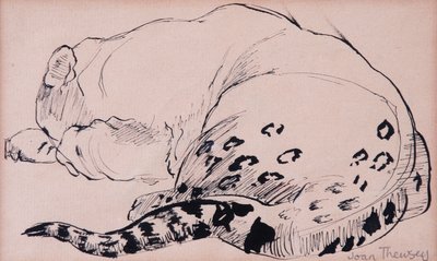 Sketch, Leopard, London Zoo 2005, (penn og blekk) av Joan Thewsey
