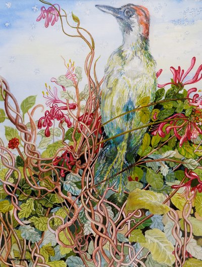 Hakkespett i kaprifolen, 2010, akvarell av Joan Thewsey