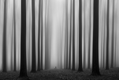 Stien gjennom den tåkete skogen av Jochen Bongaerts