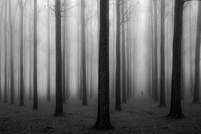 Den mystiske tåkeskogen av Jochen Bongaerts