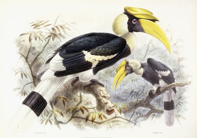 Dichocerus Bicornis, 1876-1882 av Johan Gerard Keulemans