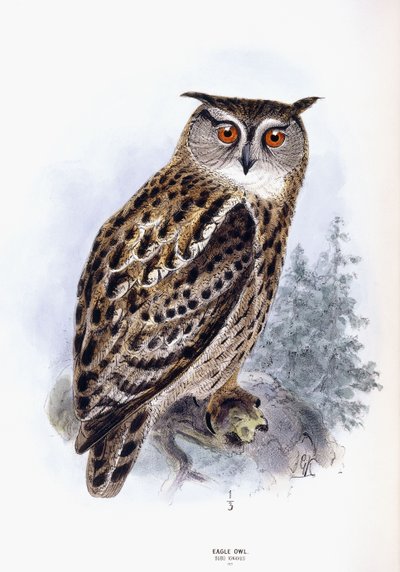 Ørn ugle av Johan Gerard Keulemans