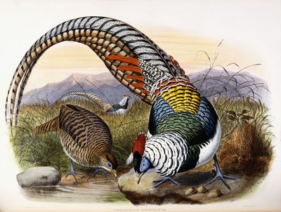 Thaumalea Amherstae av Johan Gerard Keulemans