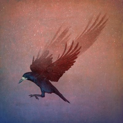 Bird Kingdom, 2018 (fotokunst) av Johan Lilja