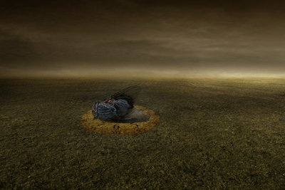 Slutt på et mål, 2013 (fotografi) av Johan Lilja