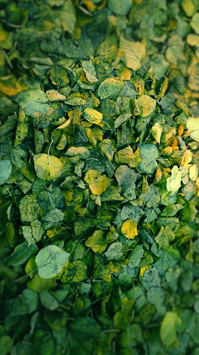 Leaf, 2018 (fotomanipulering) av Johan Lilja