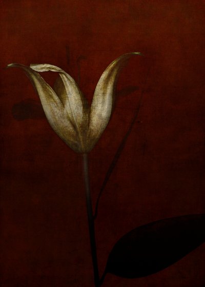 Lily, 2015 (digital fotokunst) av Johan Lilja