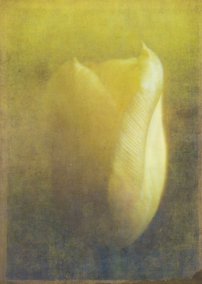 Tulip, 2015 (digital fotokunst) av Johan Lilja