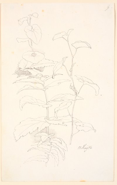 Plantestudier, bl.a. av snerring av Johan Thomas Lundbye