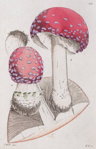Amanita muscaria, 1804-1811 av Johan Wilhelm Palmstruch