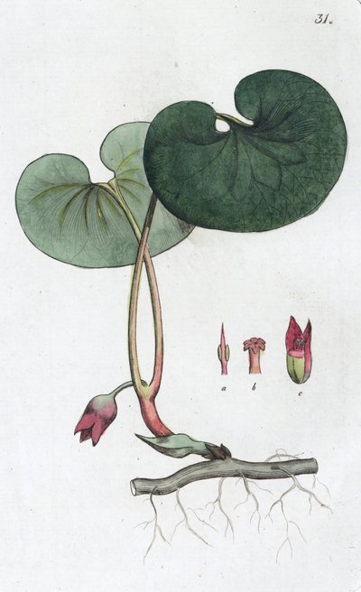Asarabacca Asarum europaeum, 1804-1811 av Johan Wilhelm Palmstruch