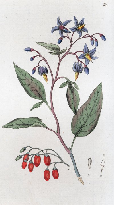 Bittersøt Solanum dulcamara, 1804-1811 av Johan Wilhelm Palmstruch
