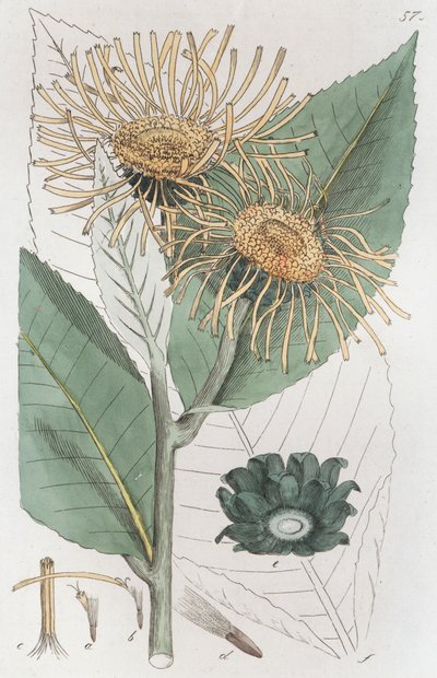 Elecampane Inula helenium, 1804-1811 av Johan Wilhelm Palmstruch
