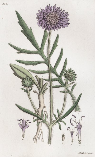 Felt skabb Knautia arvensis, 1804-1811 av Johan Wilhelm Palmstruch