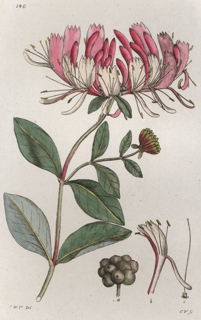 Honeysuckle Lonicera periclymenum, 1804-1811 av Johan Wilhelm Palmstruch