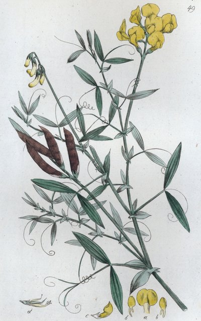 Engvikling Lathyrus pratensis, 1804-1811 av Johan Wilhelm Palmstruch