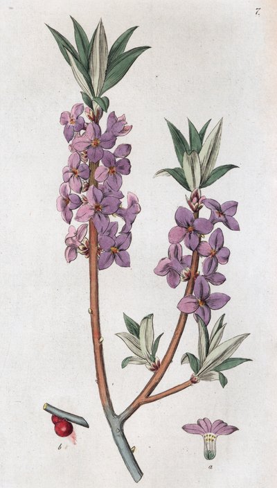 Mezereon Daphne mezereum, 1804-1811 av Johan Wilhelm Palmstruch
