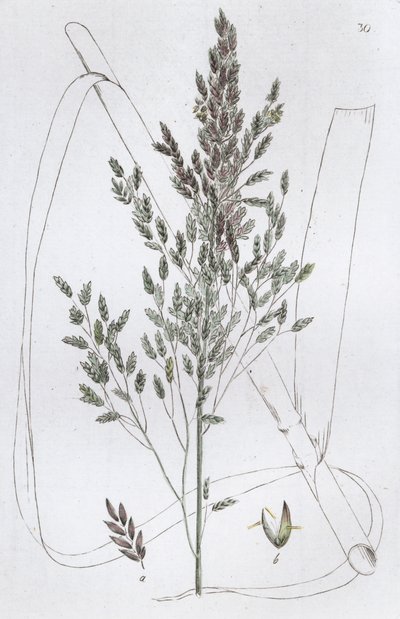Søtt rørgress Poa aquatica, 1804-1811 av Johan Wilhelm Palmstruch