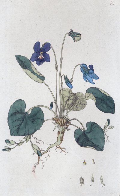 Søt fiolett Viola odorata, 1804-1811 av Johan Wilhelm Palmstruch