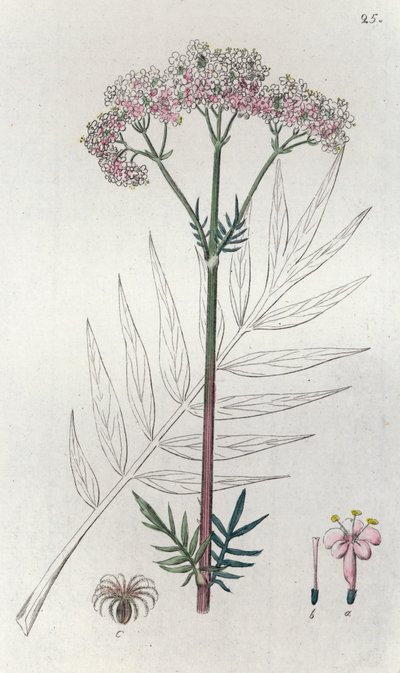 Valerian Valeriana officinalis, 1804-1811 av Johan Wilhelm Palmstruch