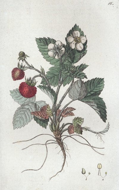 Wild Strawberry Fragaria vesca, 1804-1811 av Johan Wilhelm Palmstruch