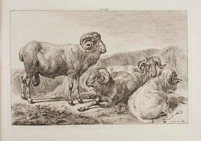 Merinoværer av Johann Adam Klein