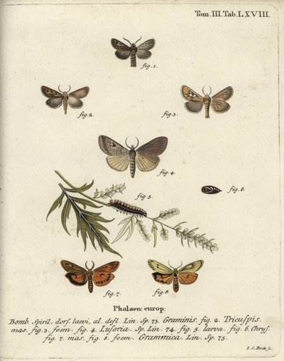 Gevirmøll, Lygephila lusoria og fjærfot. av Johann Carl Bock