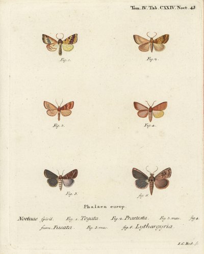 Sprossalg, Tileacea aurago 1-4, og leirmøll, Mythimna ferrago 5.6. Håndfarget kobberstikk av Johann Carl Bock etter Eugenius Johann Christoph Espers Sommerfuglene i bilder fra naturen, Erlangen av Johann Carl Bock