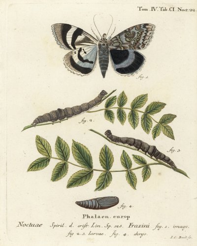 Blå undervingemøll eller Clifden nonpareil, Catocala fraxini. Håndkolorert kobberstikk av Johann Carl Bock etter Eugenius Johann Christoph Espers Sommerfuglene i illustrasjoner fra naturen, Erlangen av Johann Carl Bock