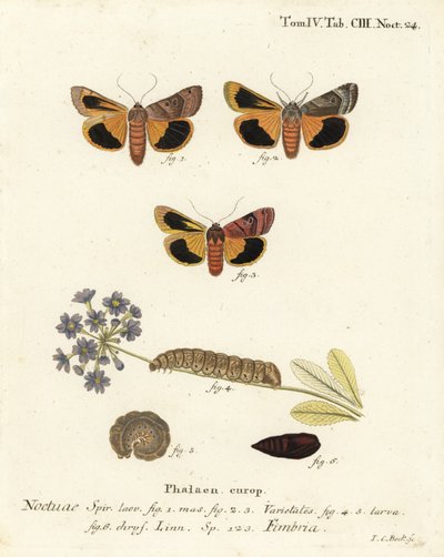 Bredkantet gul undervinge, Noctua fimbriata. Håndkolorert kobberstikk av Johann Carl Bock etter Eugenius Johann Christoph Espers Sommerfuglene i illustrasjoner fra naturen, Erlangen av Johann Carl Bock